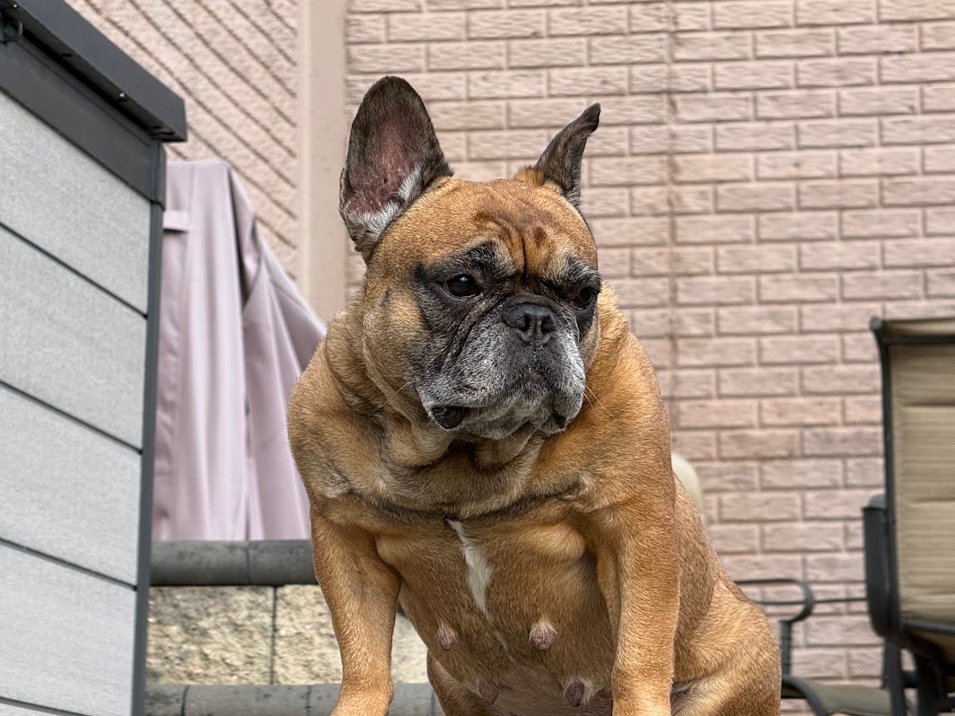 The Pet Intake Form: Why 'A Lot of Questions' Is Exactly the Point
