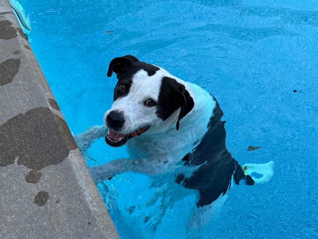 Lacy with a dog during a house sitting visit